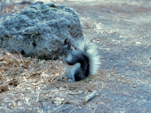 Squirrel